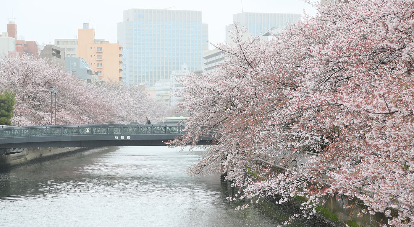 黒船橋〜石島橋付近の桜の開花状況