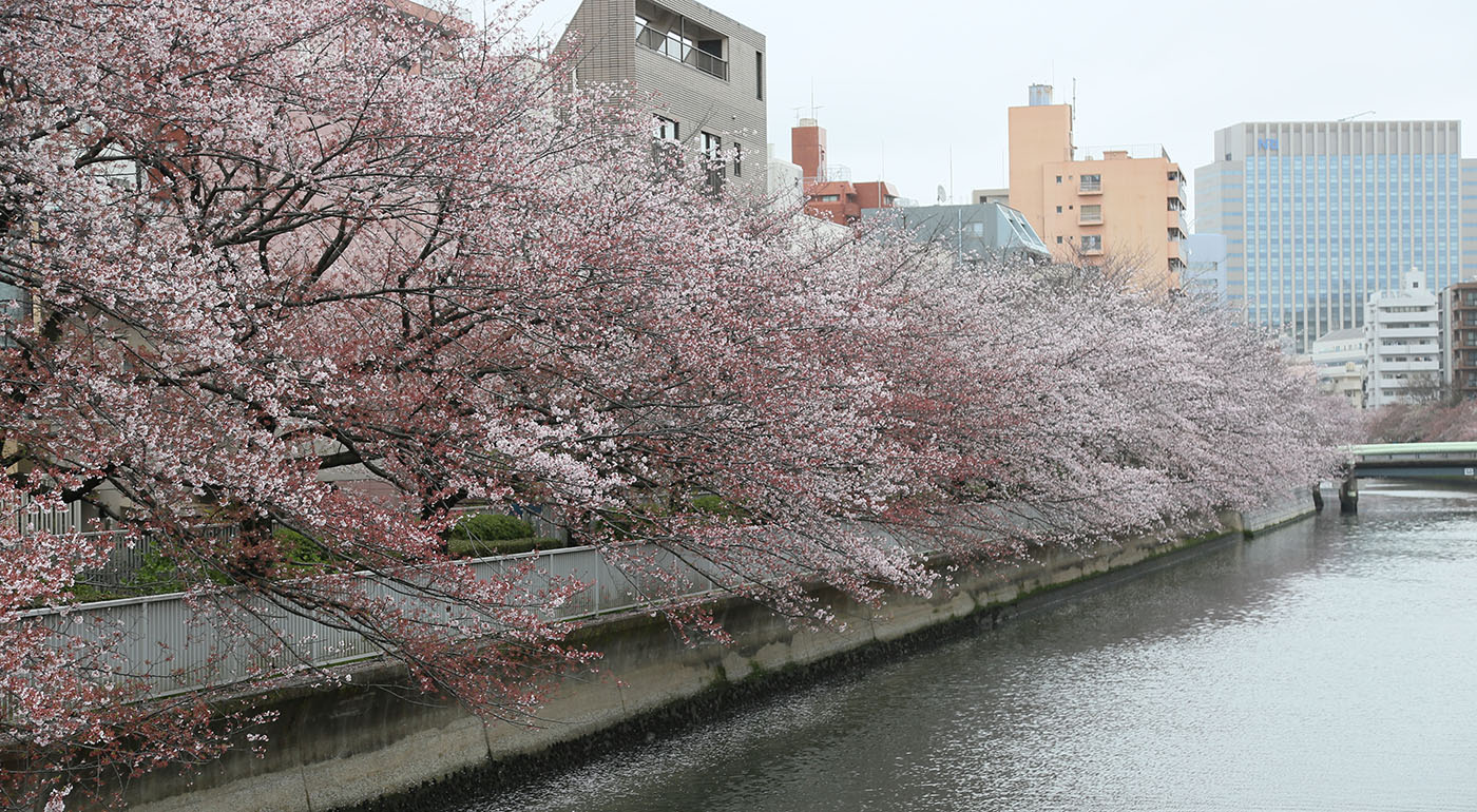 石島橋〜巴橋付近の桜の開花状況