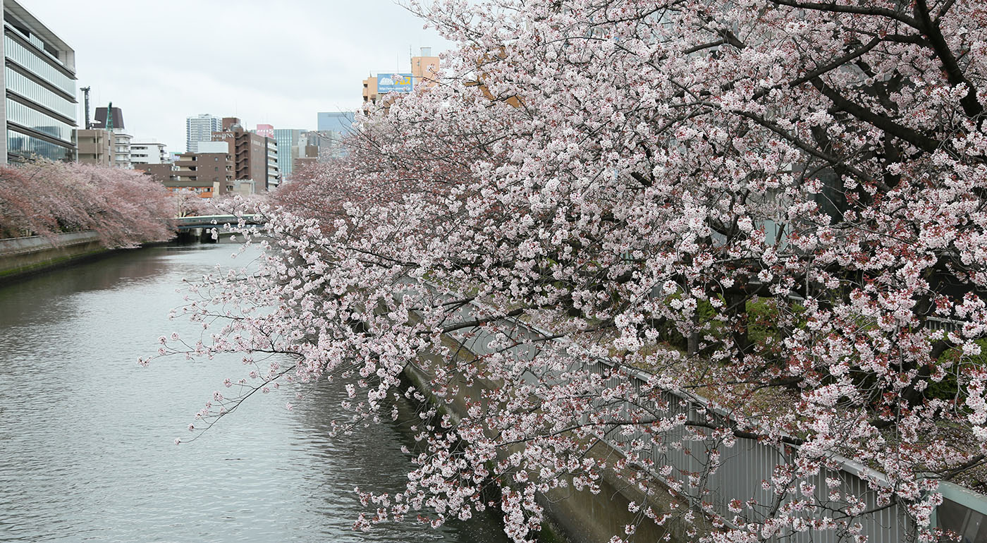巴橋〜東富橋付近の桜の開花状況