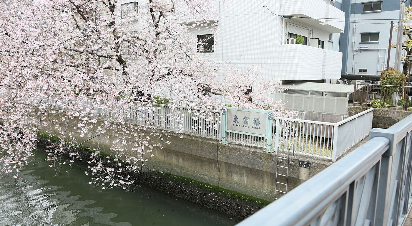 巴橋付近の桜の開花状況