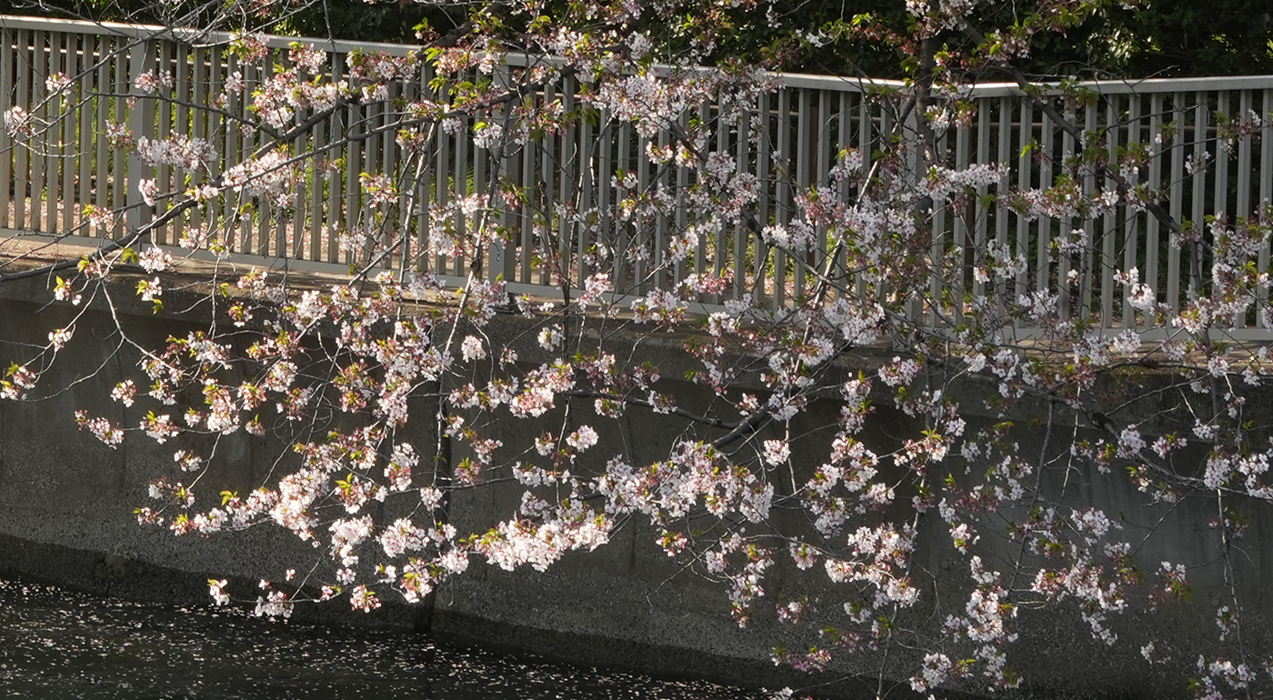 越中島橋付近の桜の開花状況