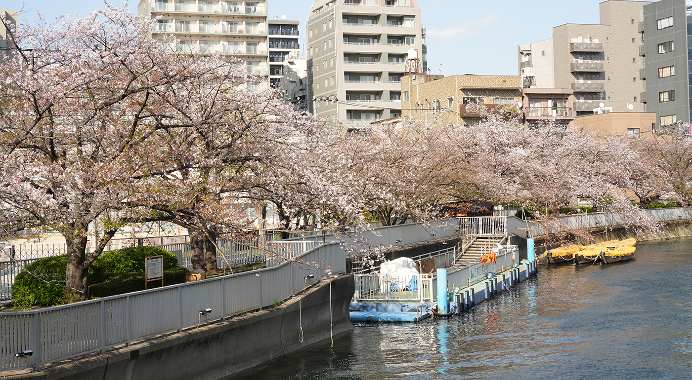 越中島橋〜黒船橋付近の桜の開花状況