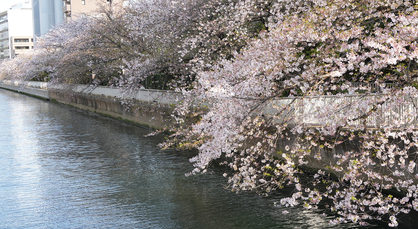 石島橋〜巴橋付近の桜の開花状況