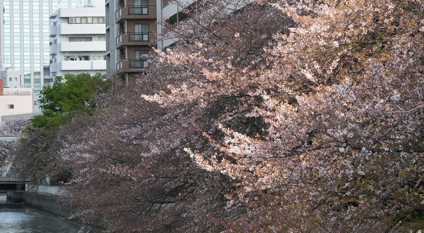 巴橋〜東富橋付近の桜の開花状況