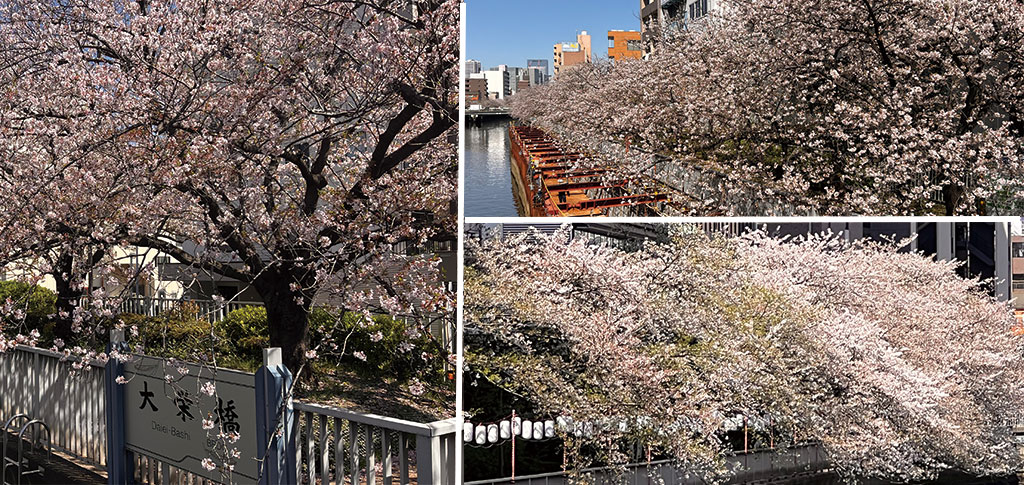 2024年4月10日(水)10時頃のお花見クルーズコース上の桜の様子
